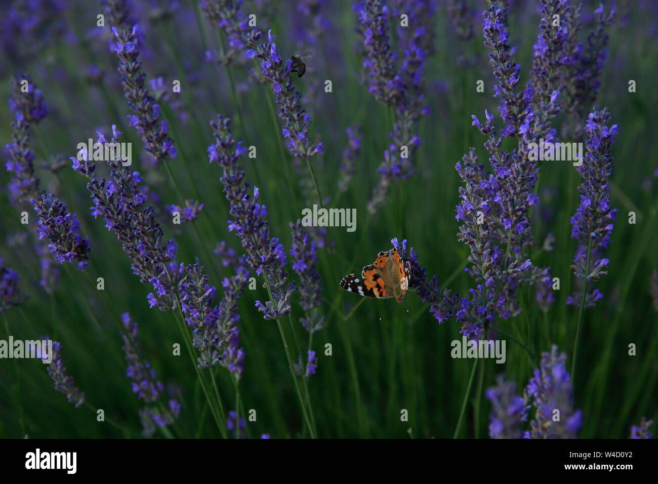 Lavender field. A field of ripe lavender to be harvested. close-up view. Stock Photo