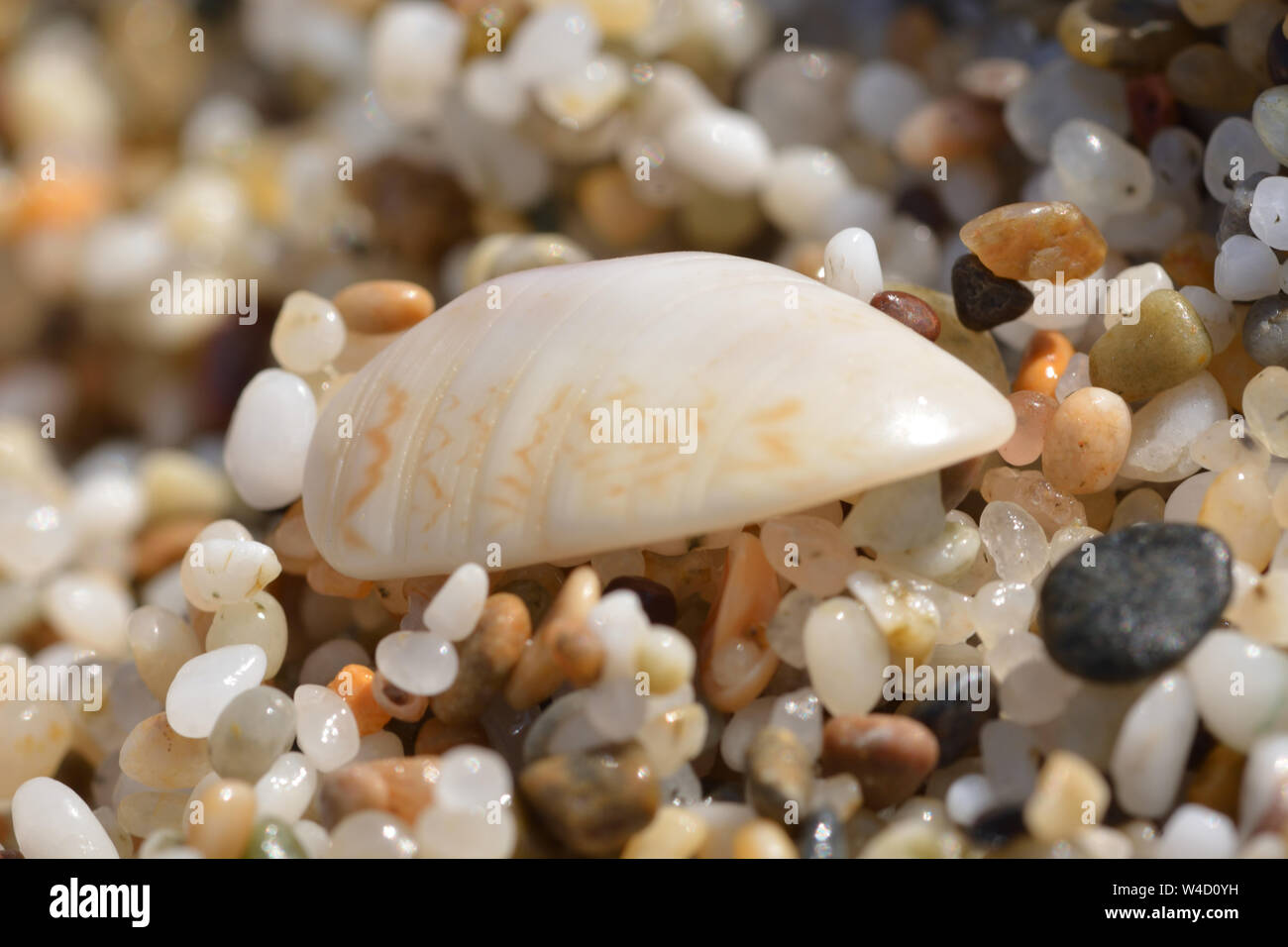 Sea shell in upon millimetric san grains. Shell of millimetric dimensions in a coastal deposit consisting of coarse sand Stock Photo