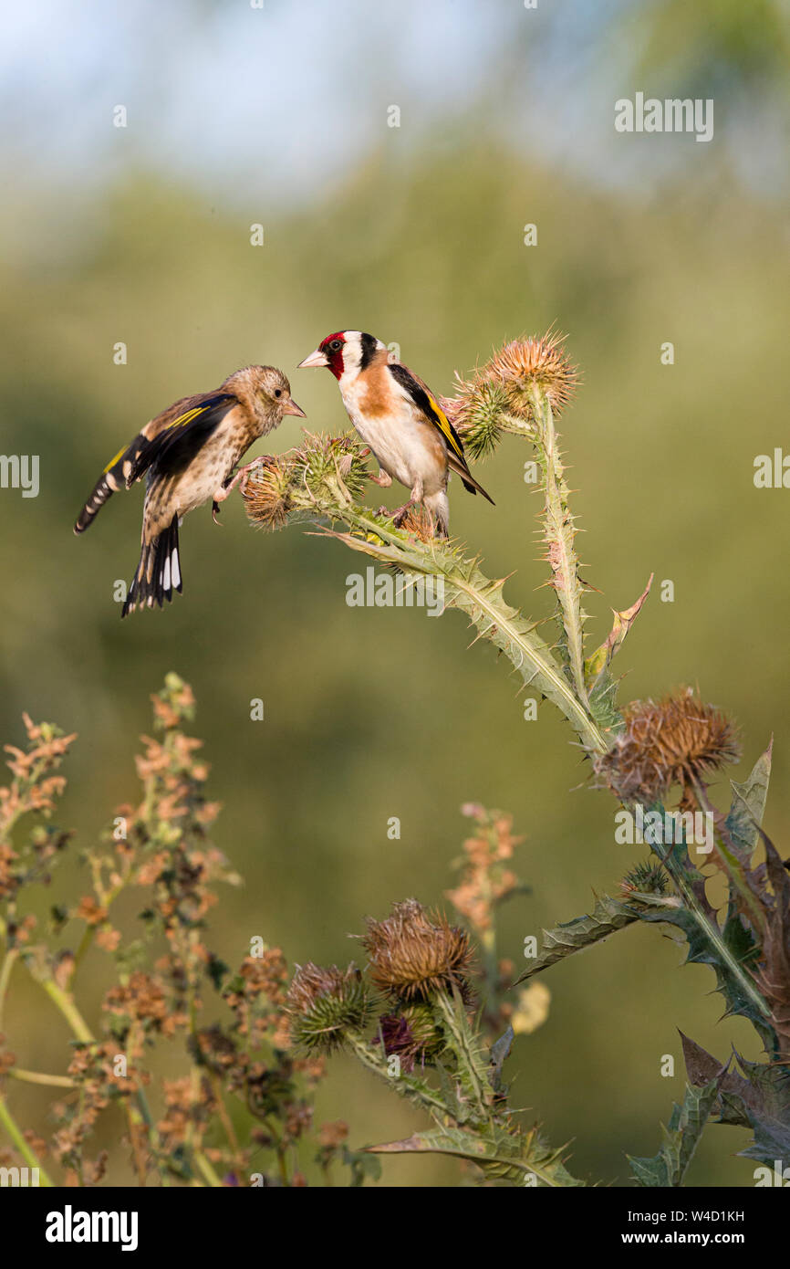 Golden finches Goldfinches feeding on teasels in Romania Stock Photo