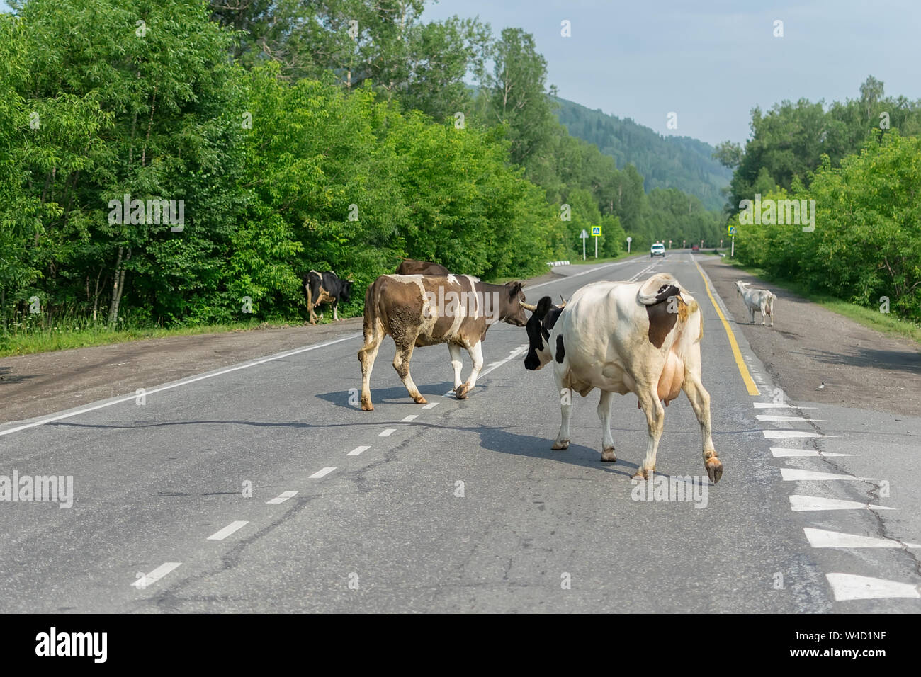 a herd of cows crossing the road, and pose a danger to cars Stock Photo