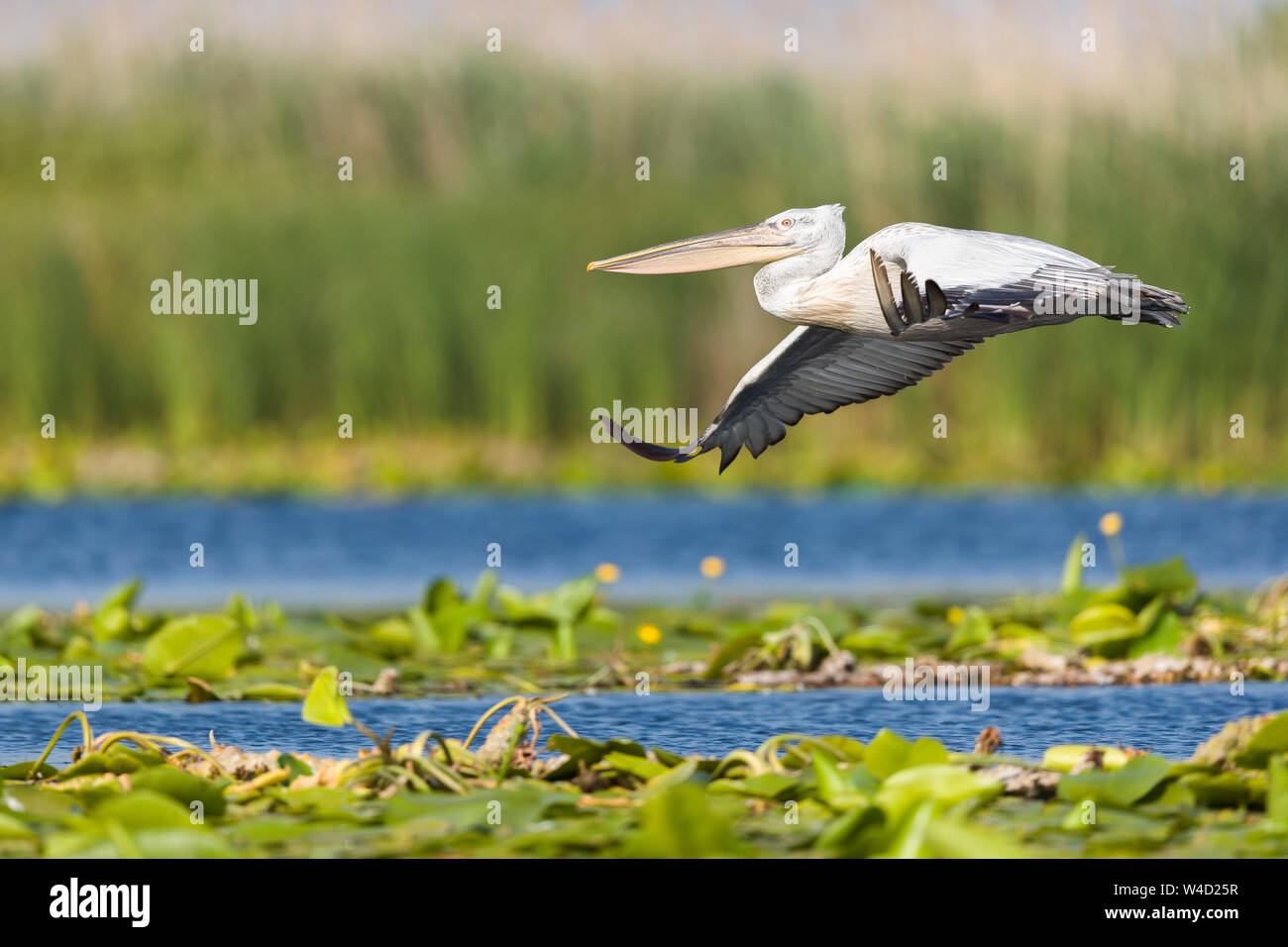 Pelicans in the Danube Delta Stock Photo