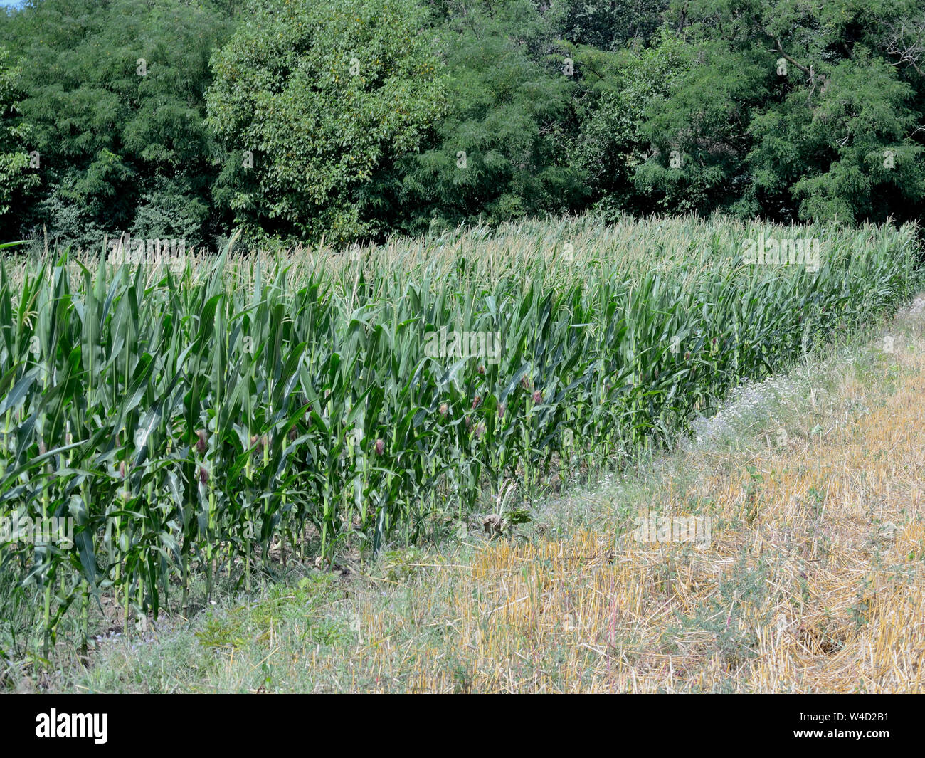 Corn growing in field,  Zea mays Stock Photo