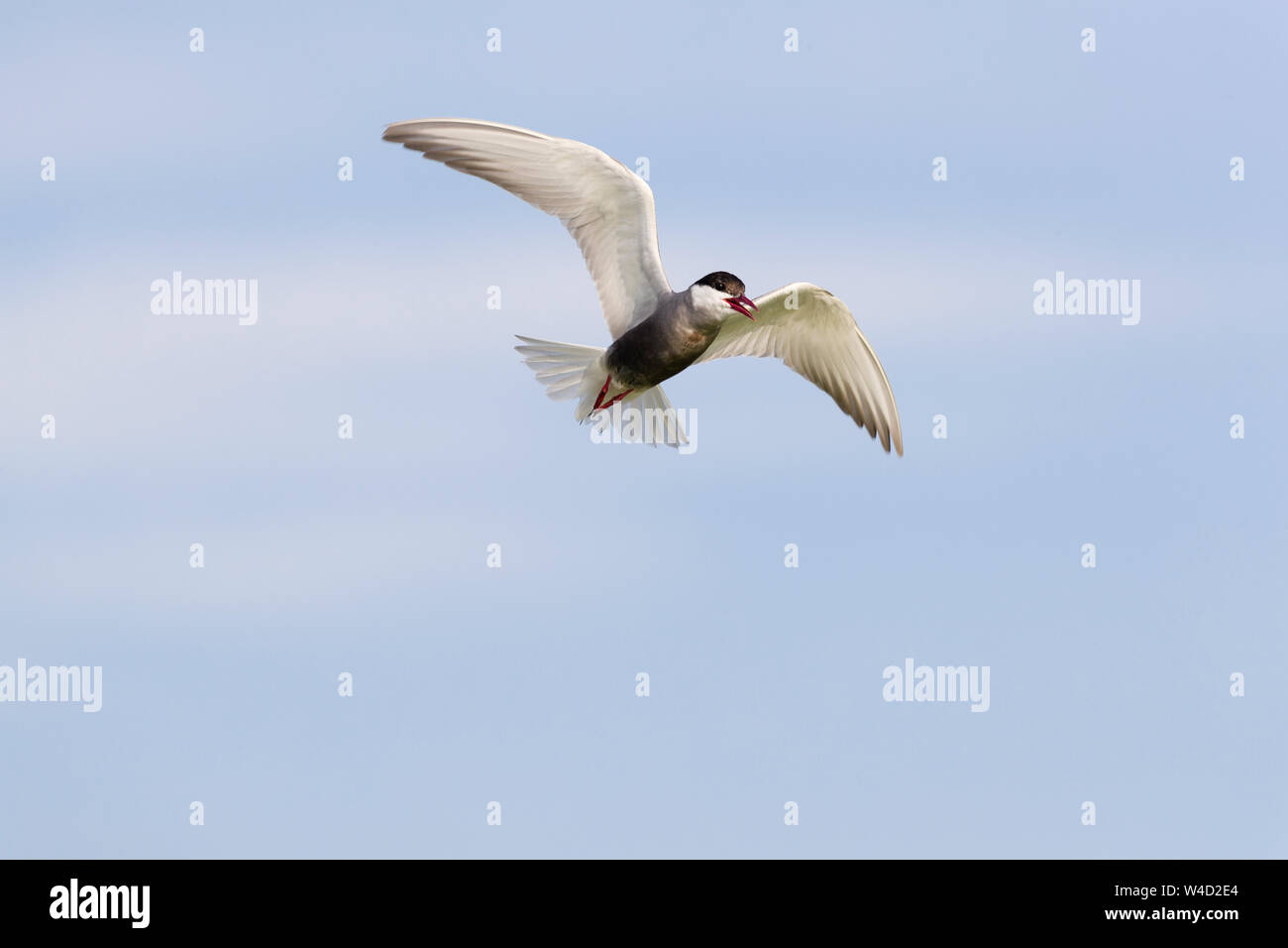 Whiskered tern in flight in the Danube Delta Stock Photo