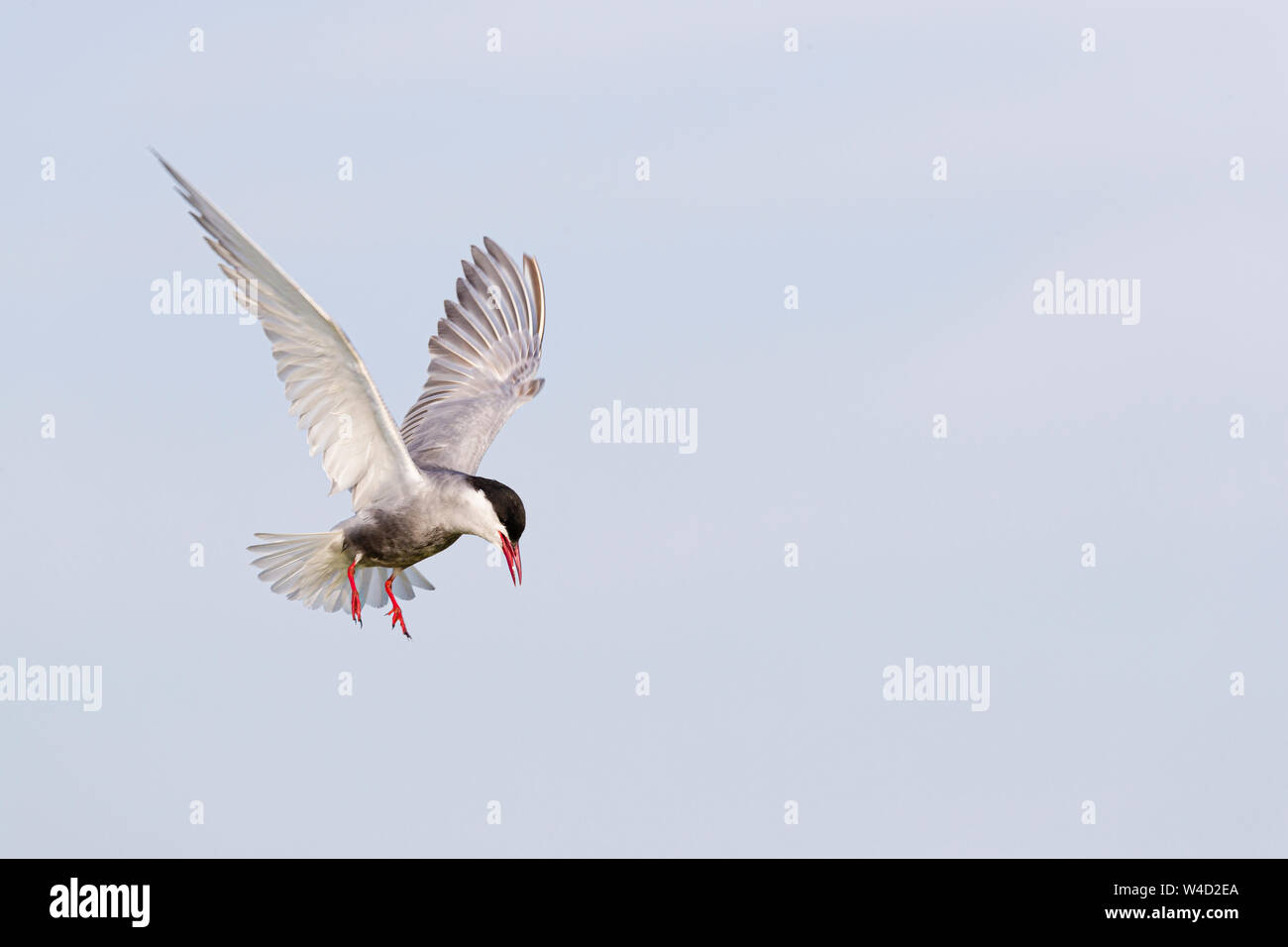 Whiskered tern in flight in the Danube Delta Stock Photo