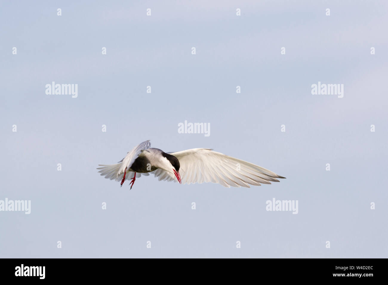 Whiskered tern in flight in the Danube Delta Stock Photo