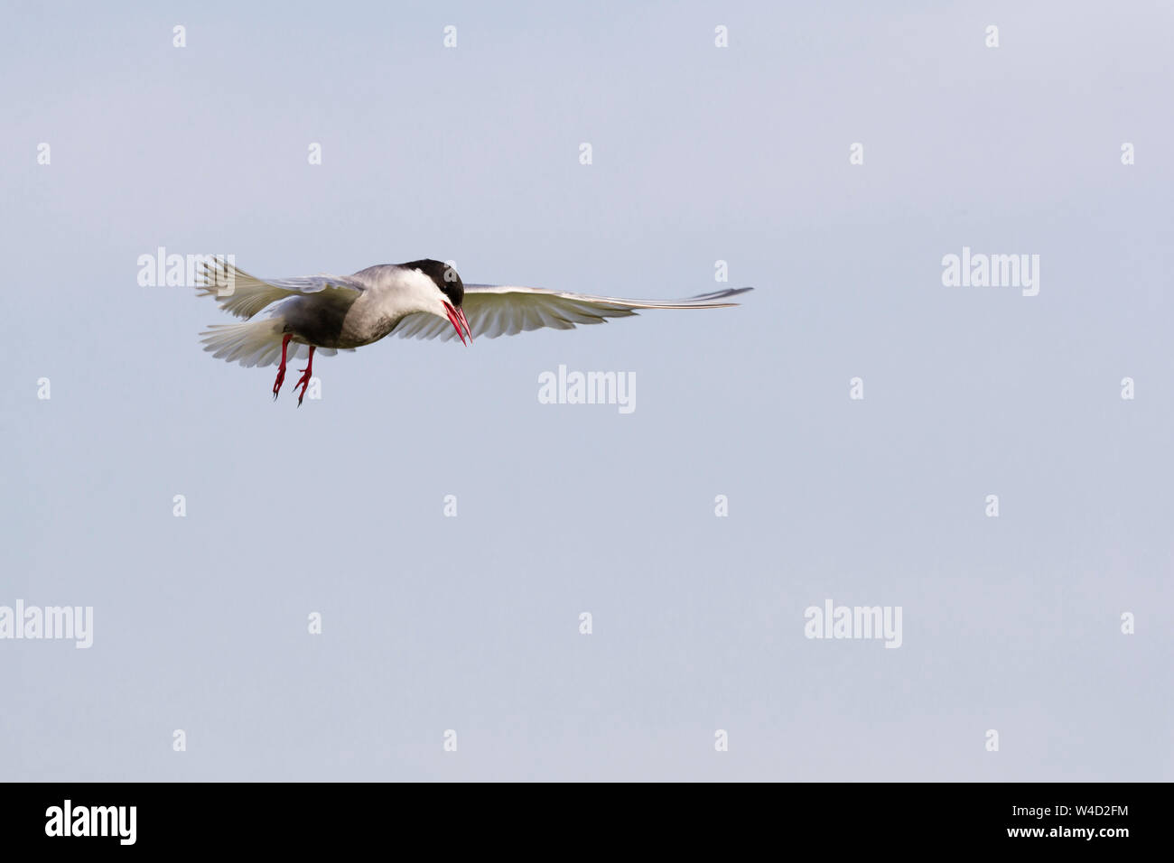 Whiskered tern in flight in the Danube Delta Stock Photo