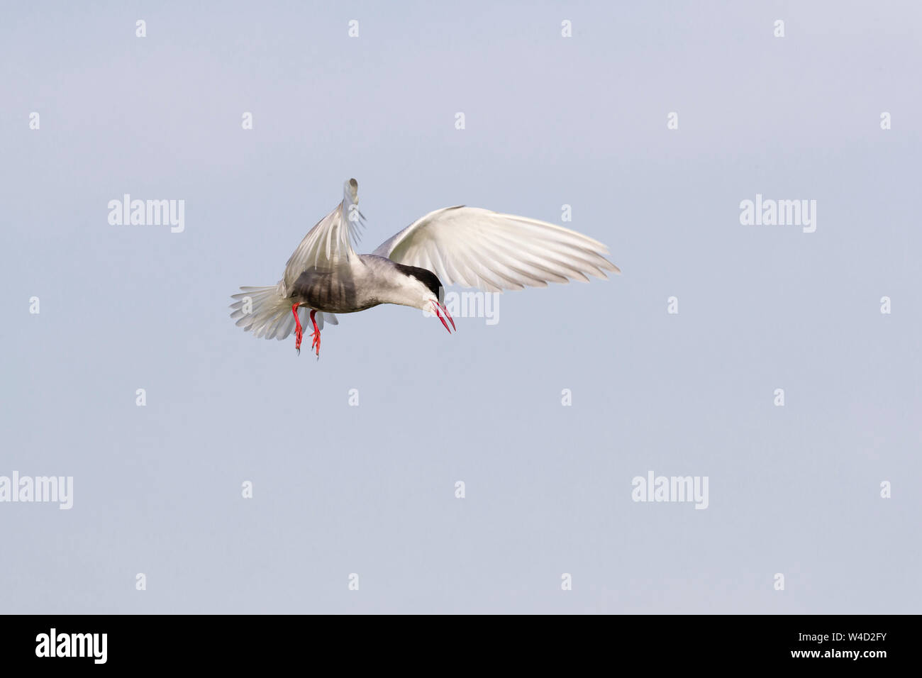 Whiskered tern in flight in the Danube Delta Stock Photo