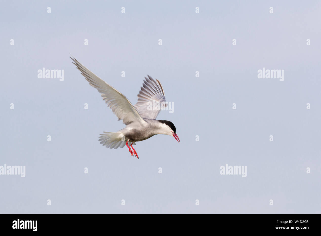 Whiskered tern in flight in the Danube Delta Stock Photo