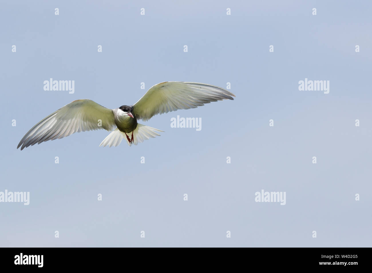 Whiskered tern in flight in the Danube Delta Stock Photo