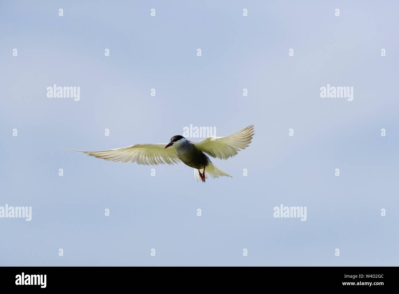 Whiskered tern in flight in the Danube Delta Stock Photo