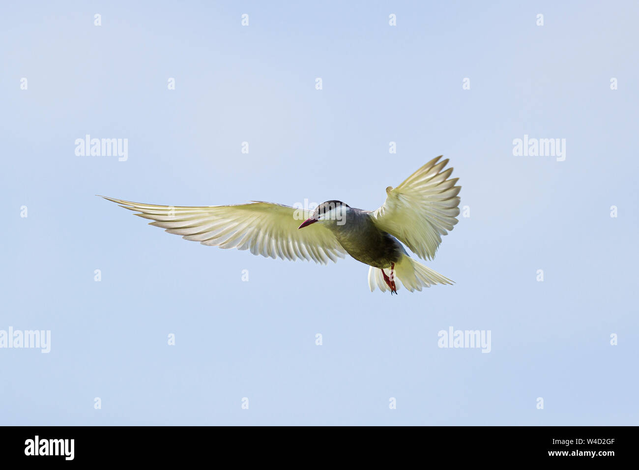 Whiskered tern in flight in the Danube Delta Stock Photo