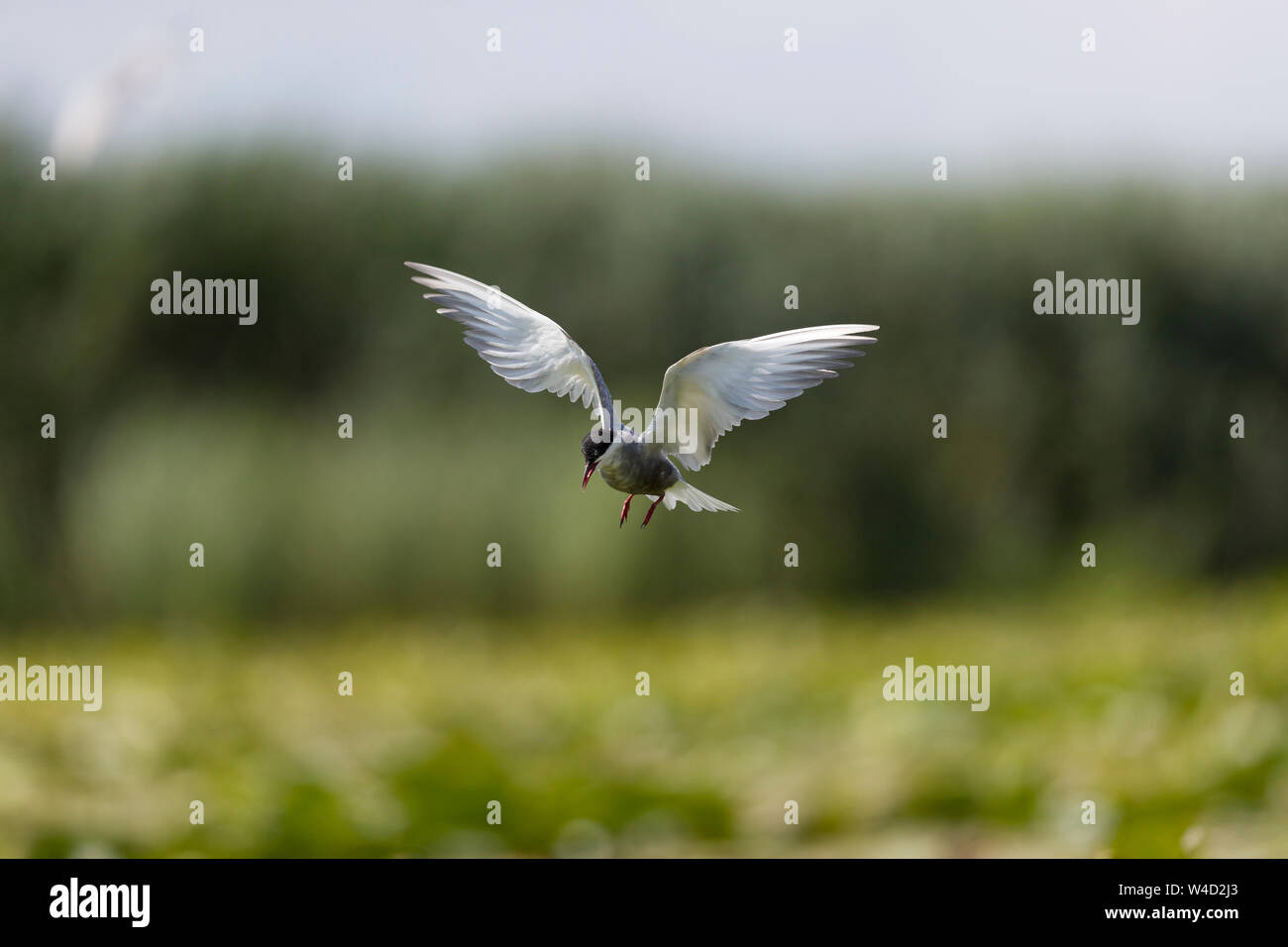 Whiskered tern in flight in the Danube Delta Stock Photo