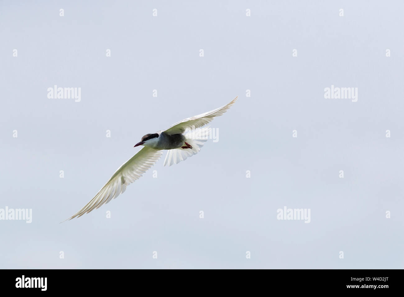 Whiskered tern in flight in the Danube Delta Stock Photo