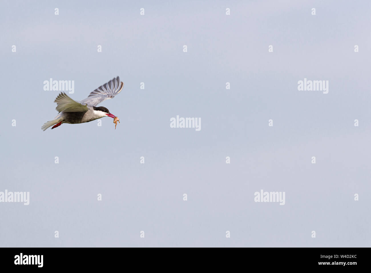 Whiskered tern in flight in the Danube Delta Stock Photo