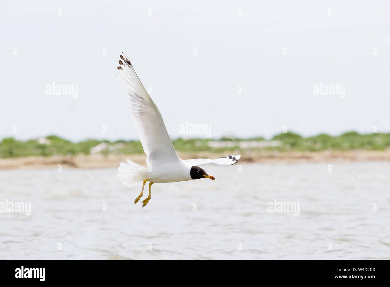 Pallas's gull flying against  blue sky Stock Photo
