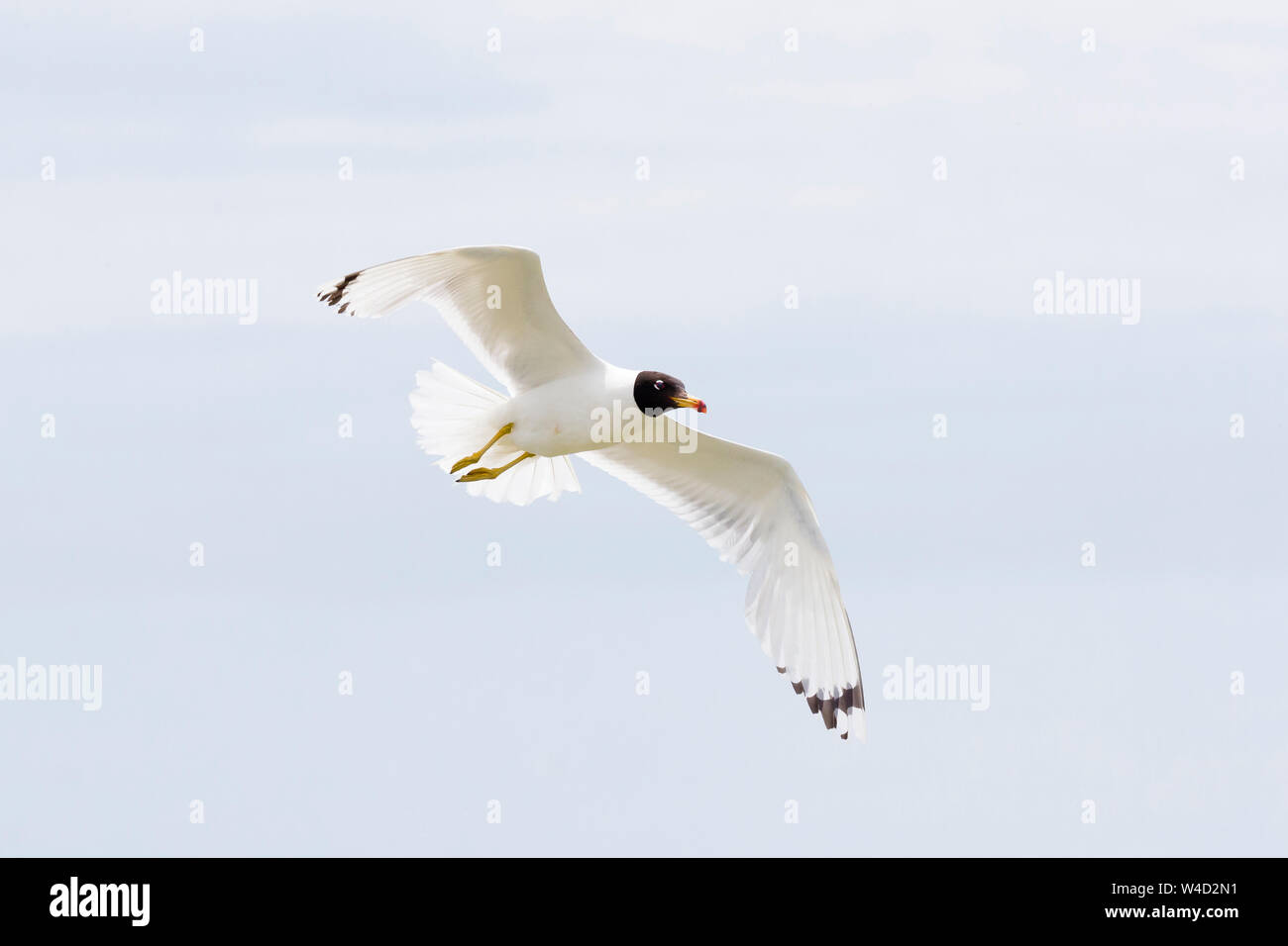 Pallas's gull flying against  blue sky Stock Photo