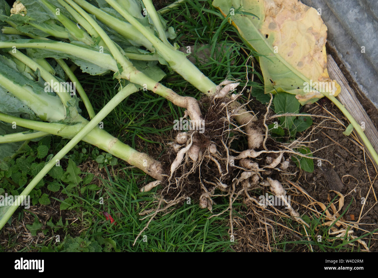 Cabbage plants with club root disease, a fungal infection which inhibits plant growth shown by distorted swollen roots. Stock Photo