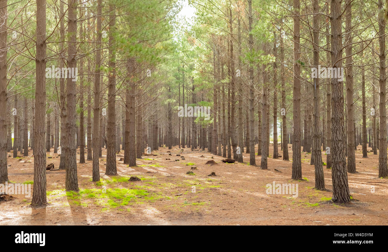 Pine Forest Plantation On A Misty Morning In Tokai Cape Town South Africa Stock Photo Alamy