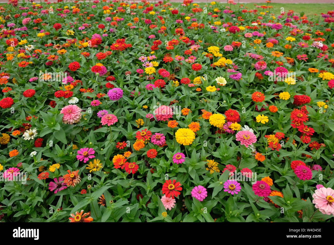 Chrysanthemum blooming china hi-res stock photography and images - Alamy
