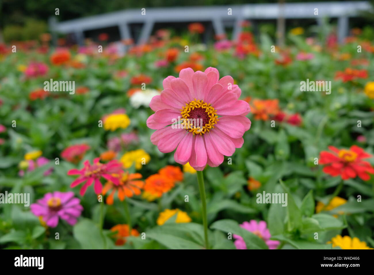 Chrysanthemum blooming china hi-res stock photography and images - Alamy