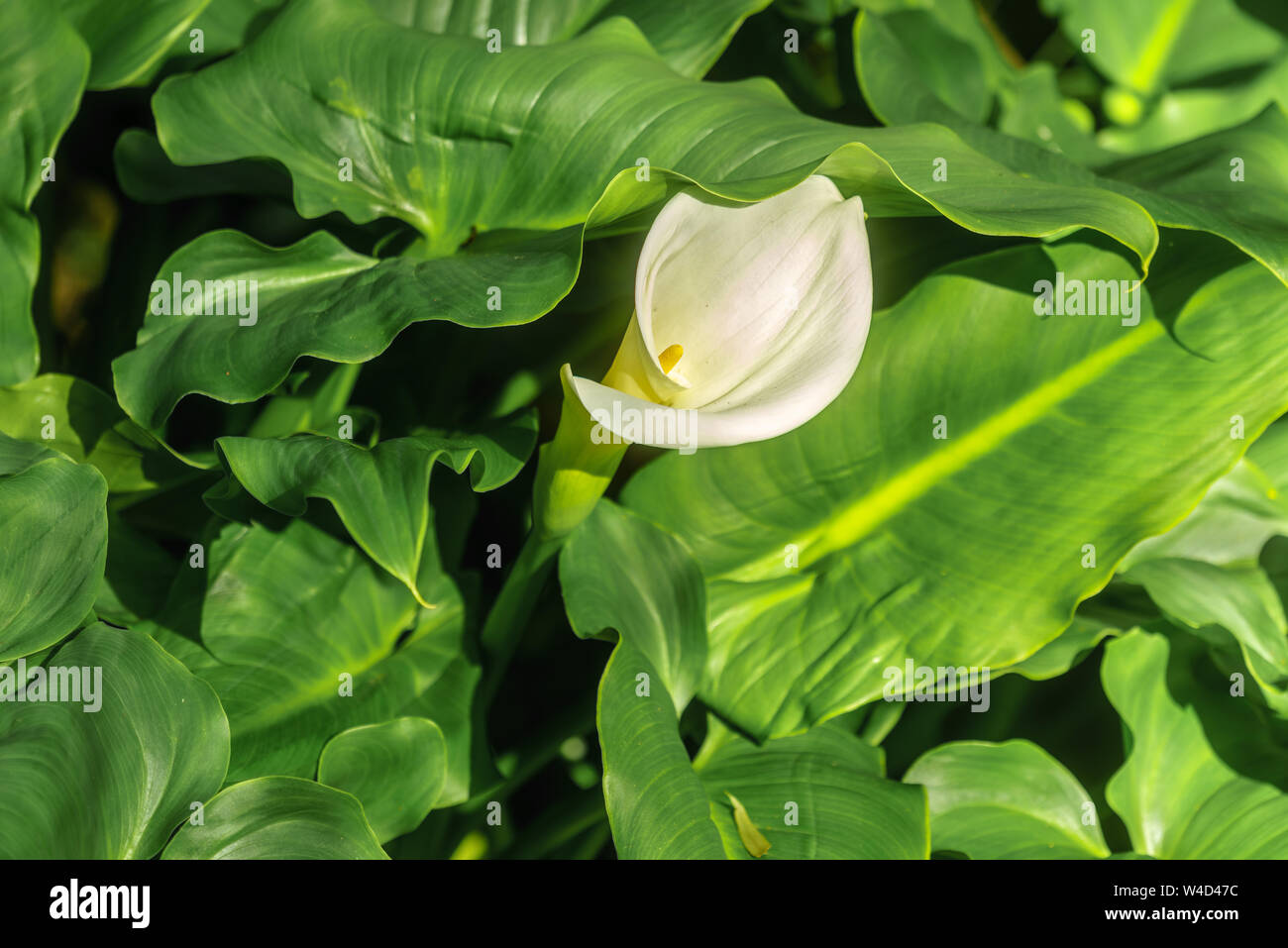 Wild White Calla growing in Currawong Bush Park in Doncaster East ...