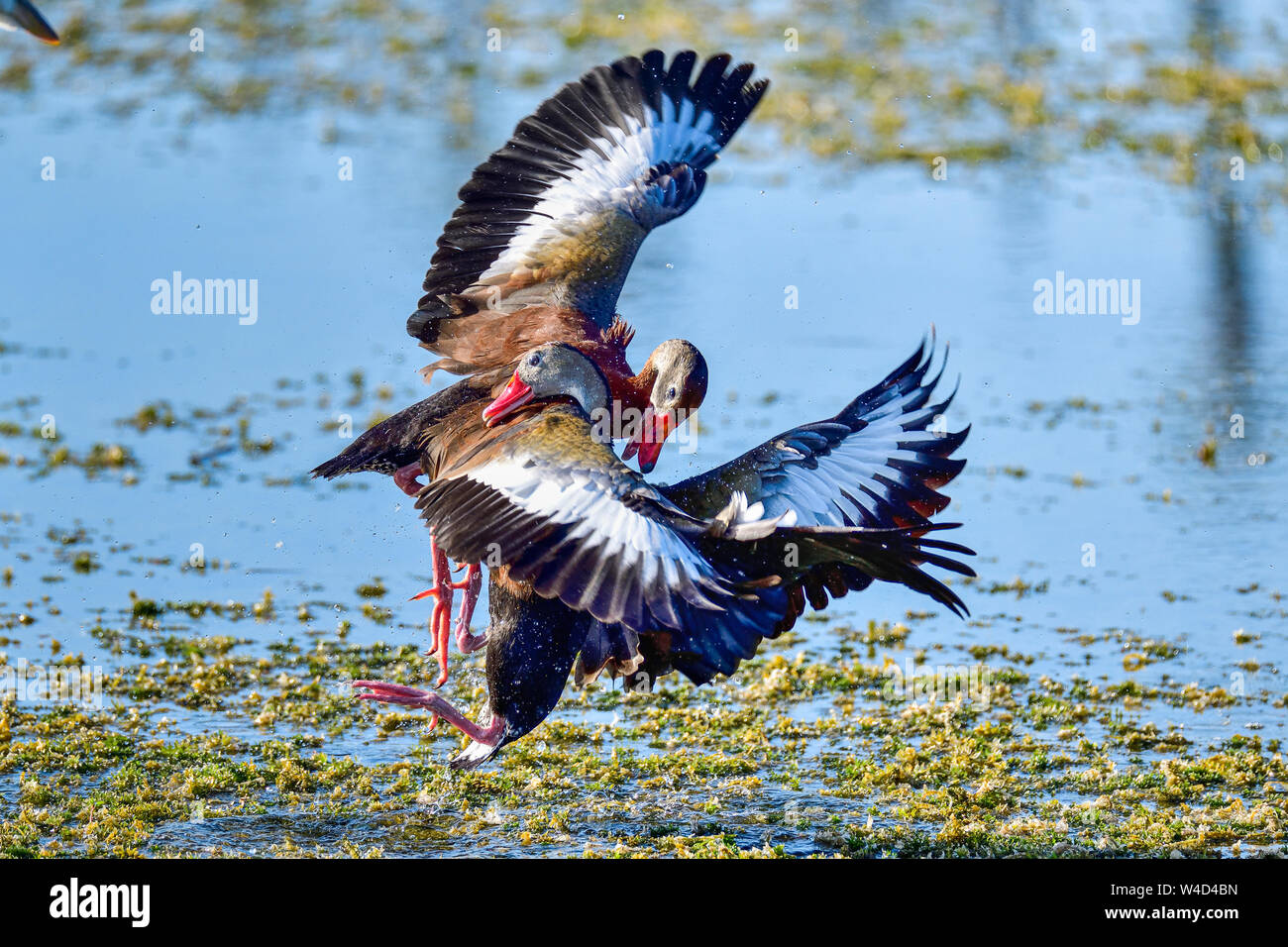 Black-bellied Whistling-ducks fighting. There are no holds barred. Stock Photo