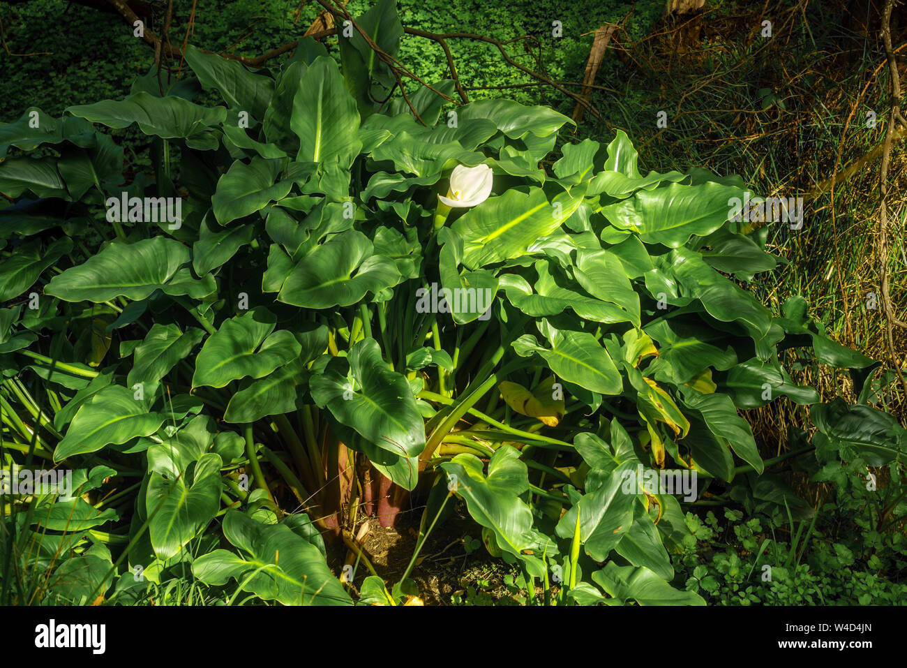 Wild White Calla growing in Currawong Bush Park in Doncaster East ...