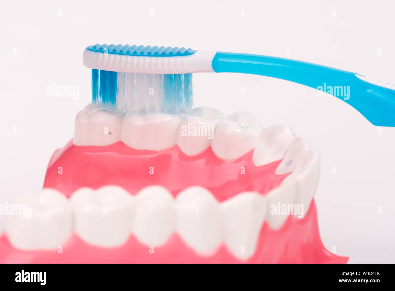 tooth model or dental model with toothbrush Stock Photo - Alamy