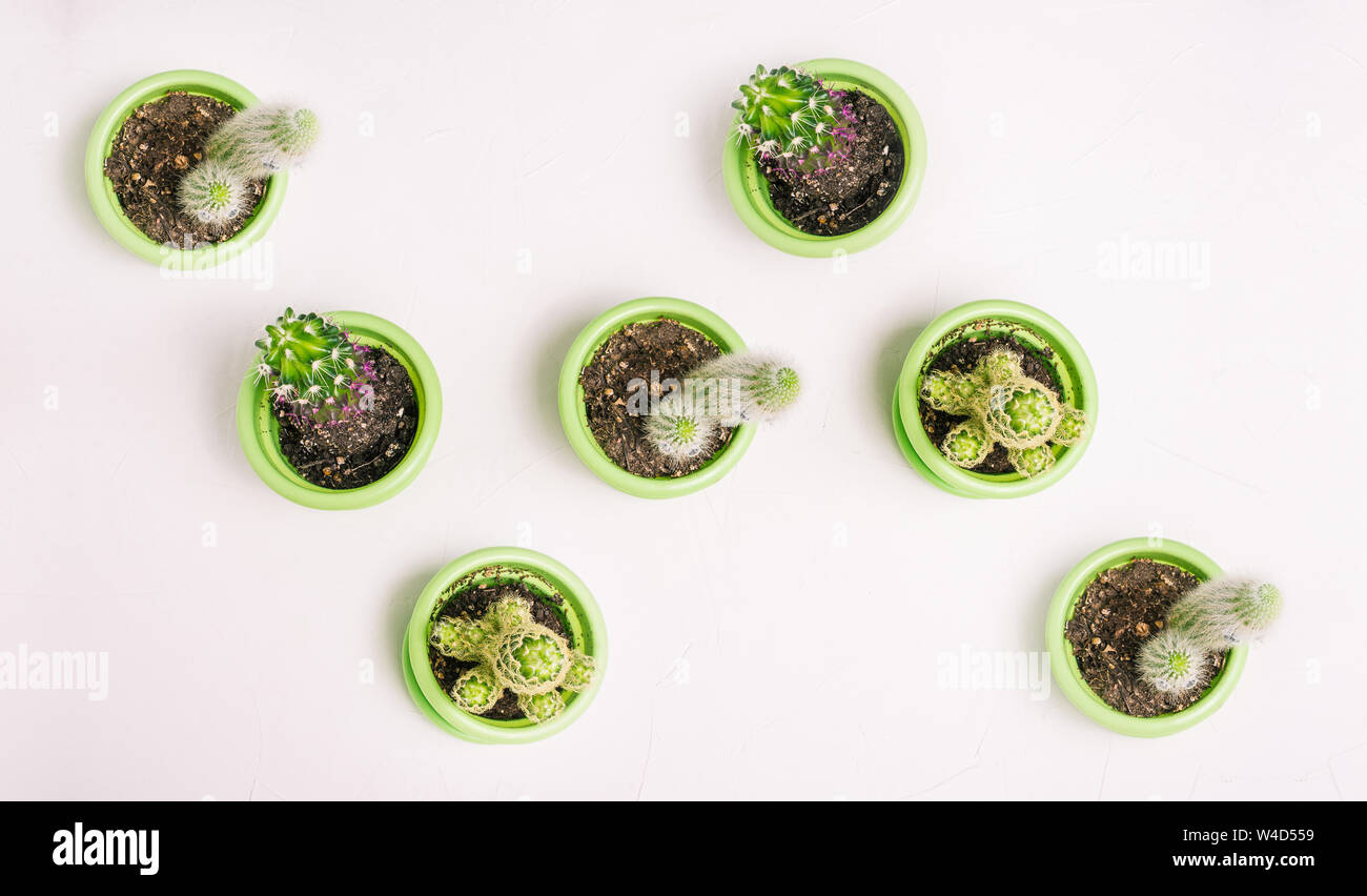 Cacti of different types stand chaotically in green pots on a white background. Houseplants to create an interior at home, office or desktop. Stock Photo