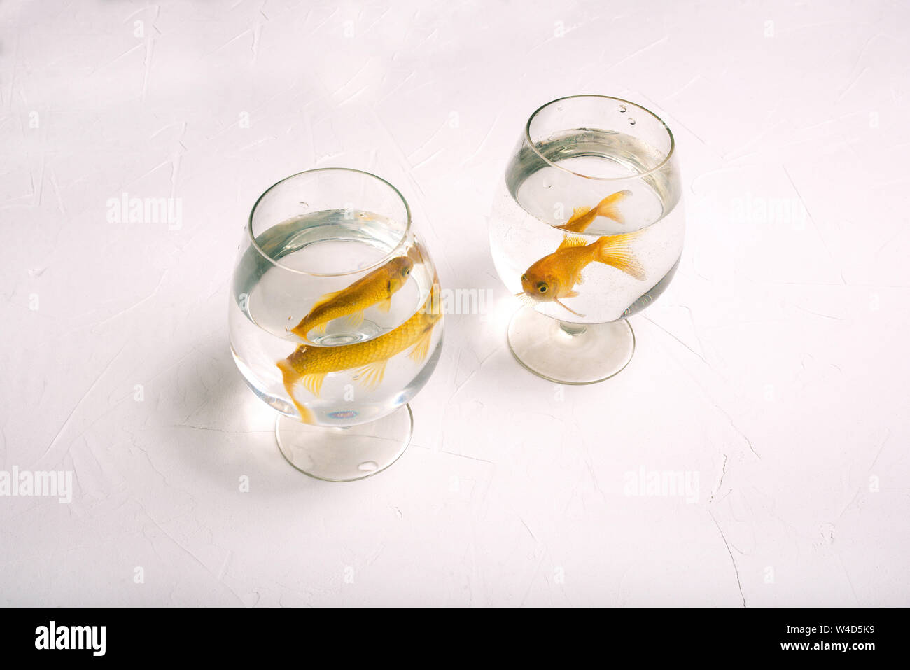 Separate glasses with goldfish. Two golden-colored fish swim in the water. Lonely fish in glasses on a white background. Aquarium fish. Separation Stock Photo