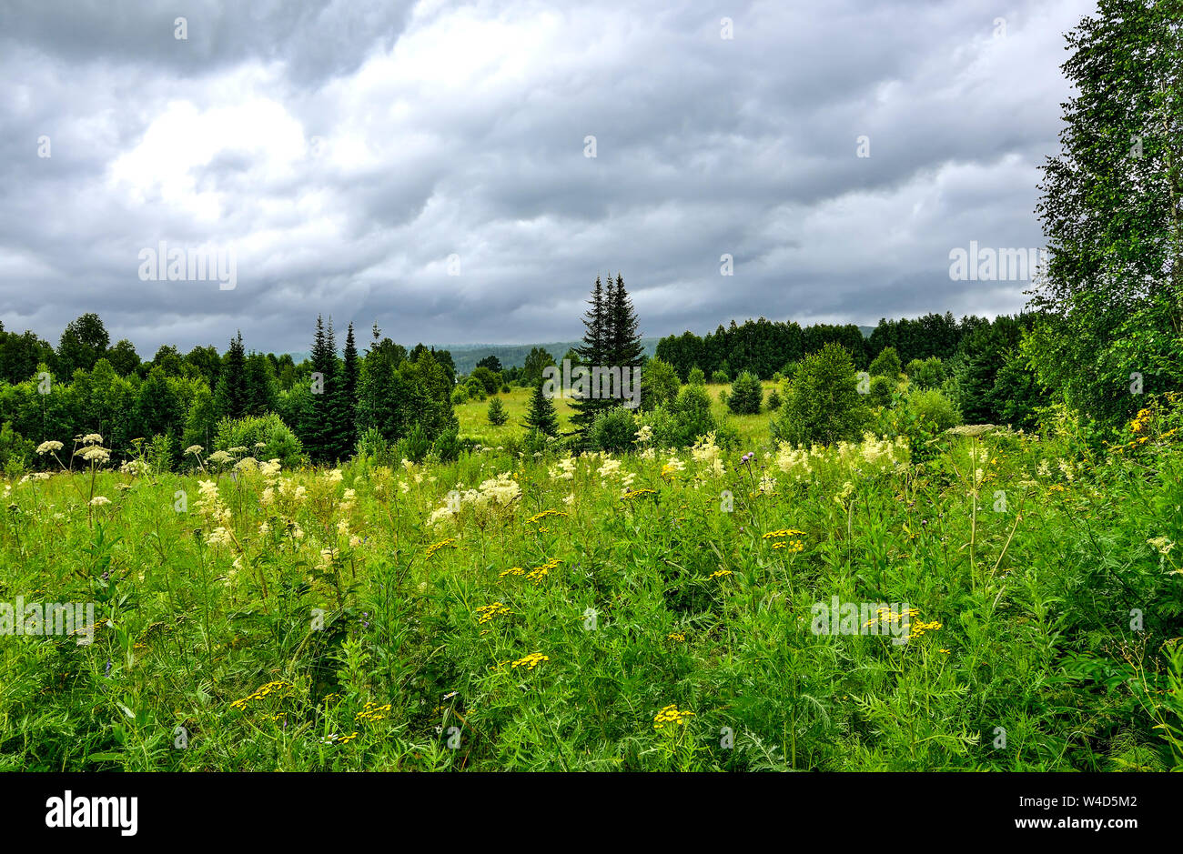 Dramatic cloudy sky over flowering meadow and coniferous forest - beautiful summer landscape at rainy weather, overcast sky. Grey heavy clouds over bl Stock Photo
