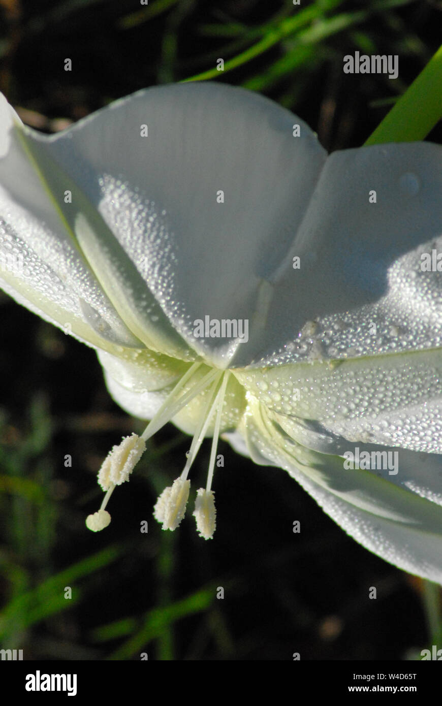 A beautiful image of a large white Moonflower with white stamens.  Note the dew droplets.  Photographed in Florida, USA. Stock Photo