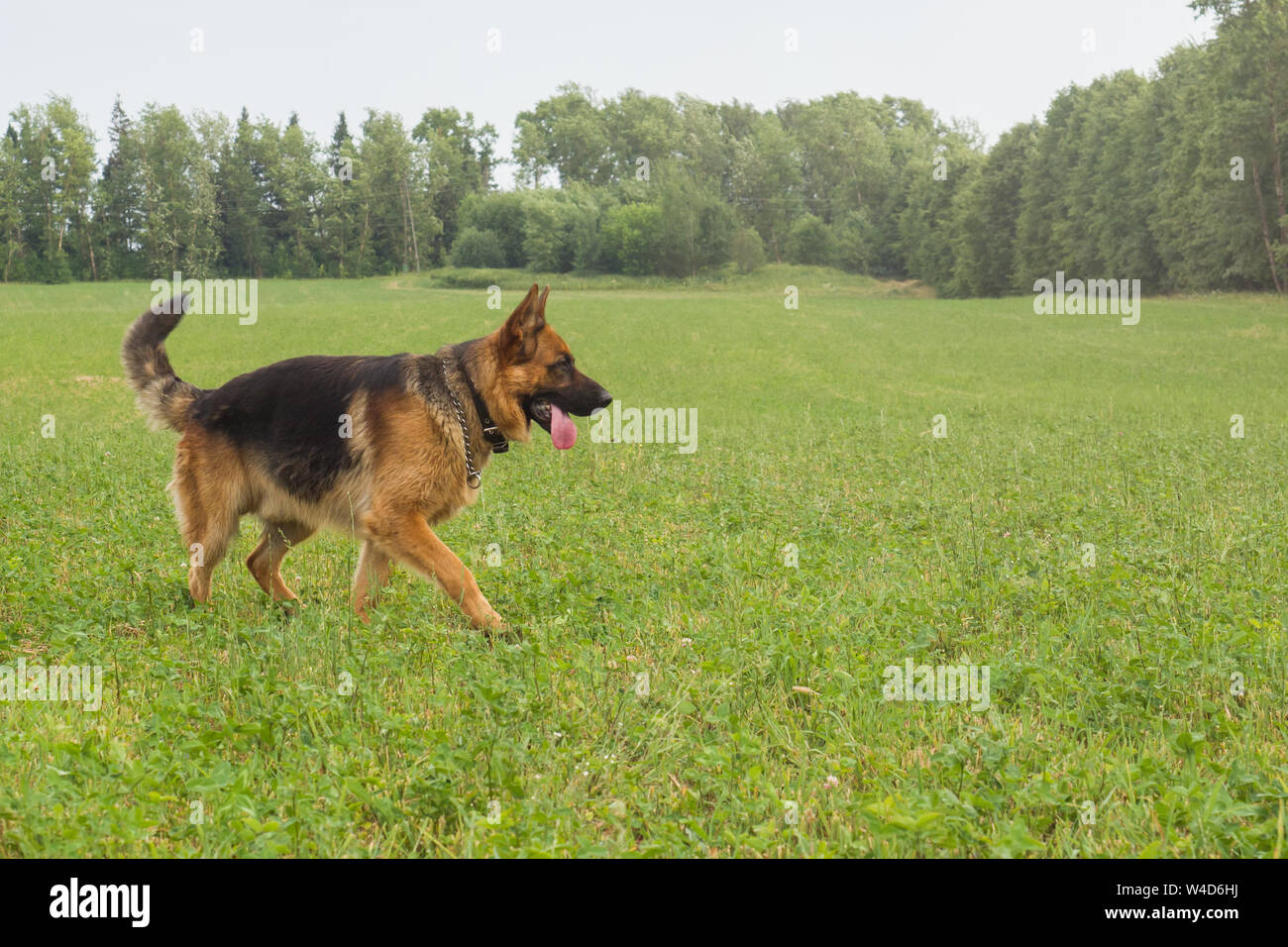 german shepherd park