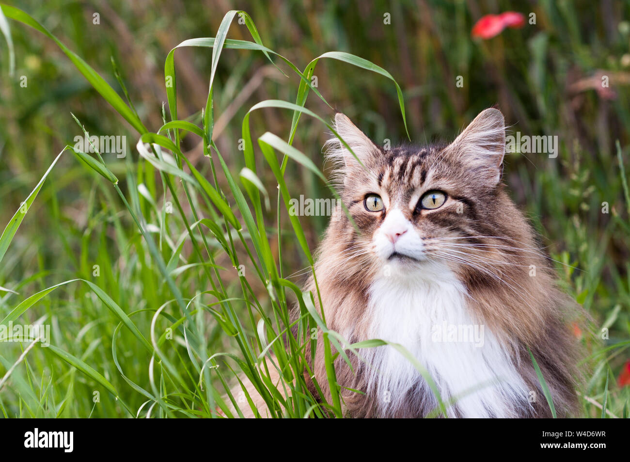 Norwegian forest cat into the tall grass Stock Photo