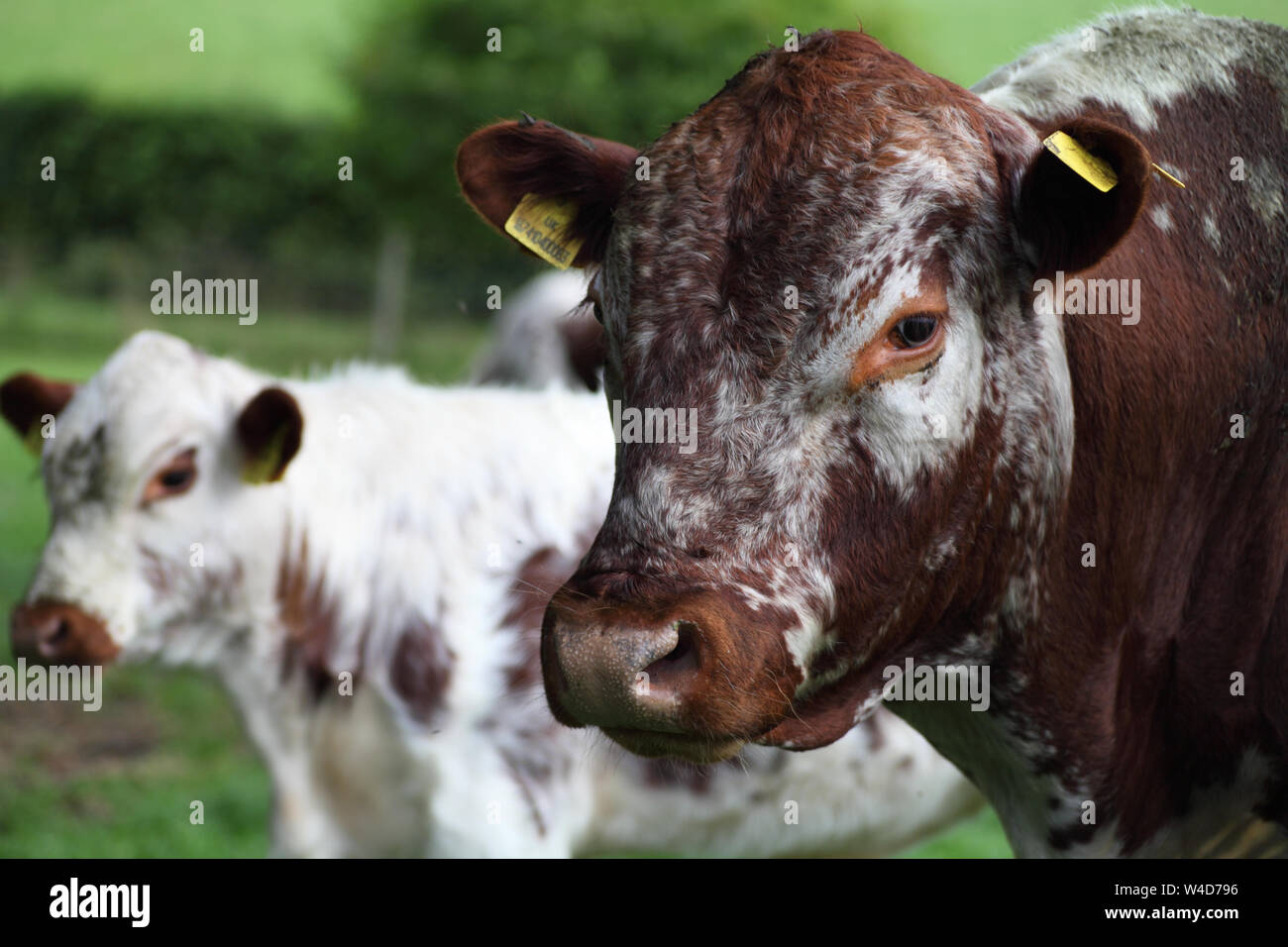 Irish moiled cow hires stock photography and images Alamy