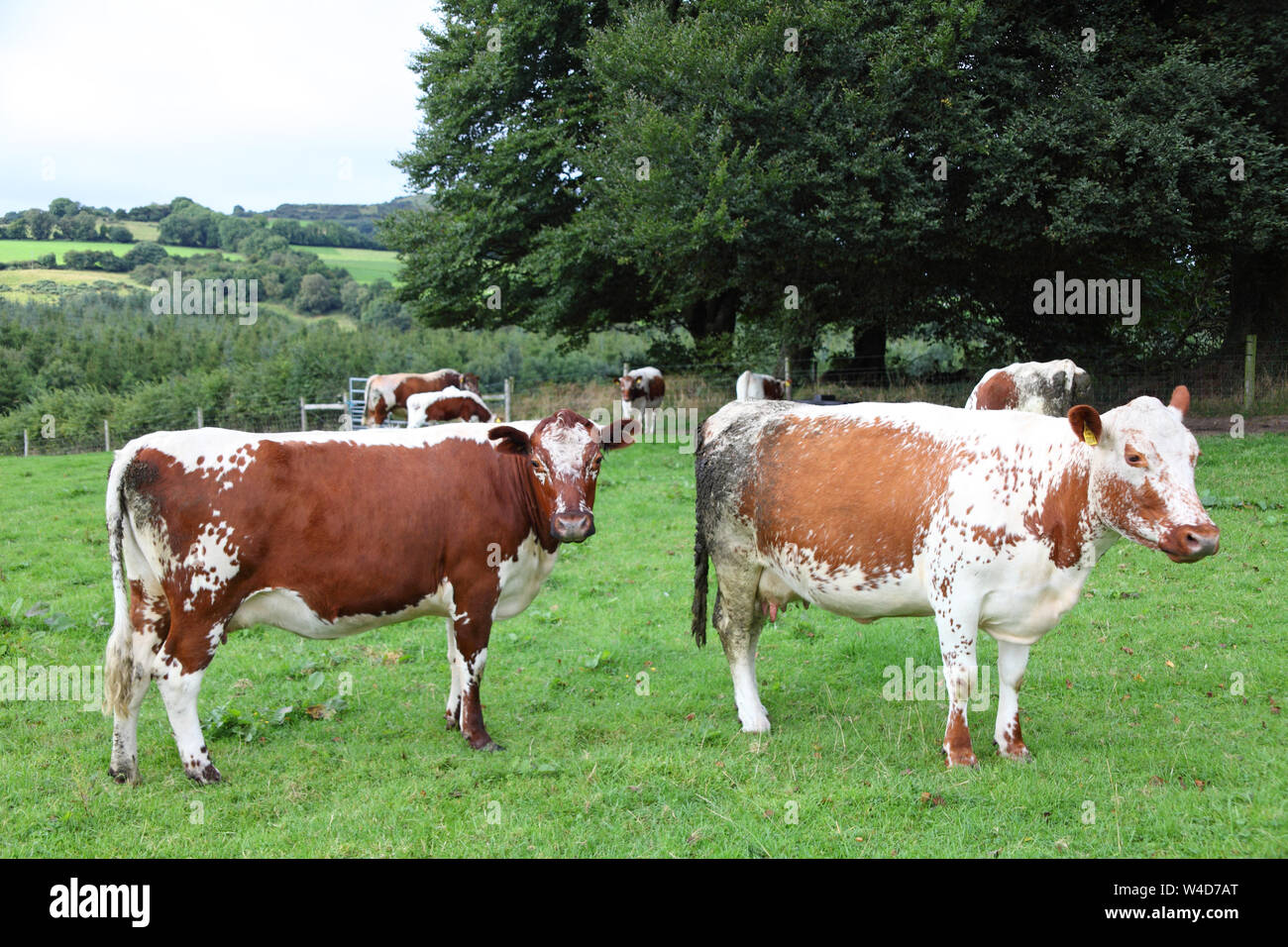 Moiled cattle at Lough Farm, one of the world's rarest breeds