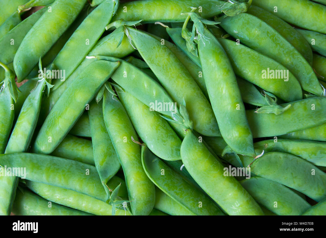 Useful food from a vegetable origin. Ripe and organic pea pod Stock