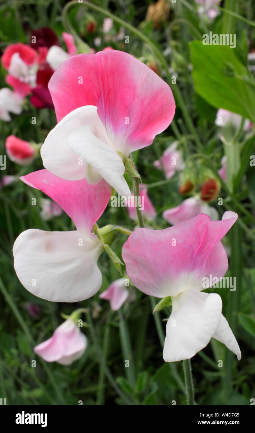 Painted lady sweet peas hires stock photography and images Alamy