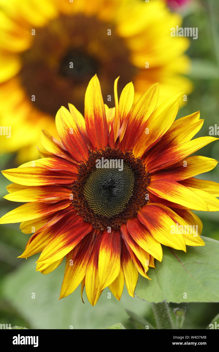 Dwarf Sunflowers High Resolution Stock Photography and Images Alamy