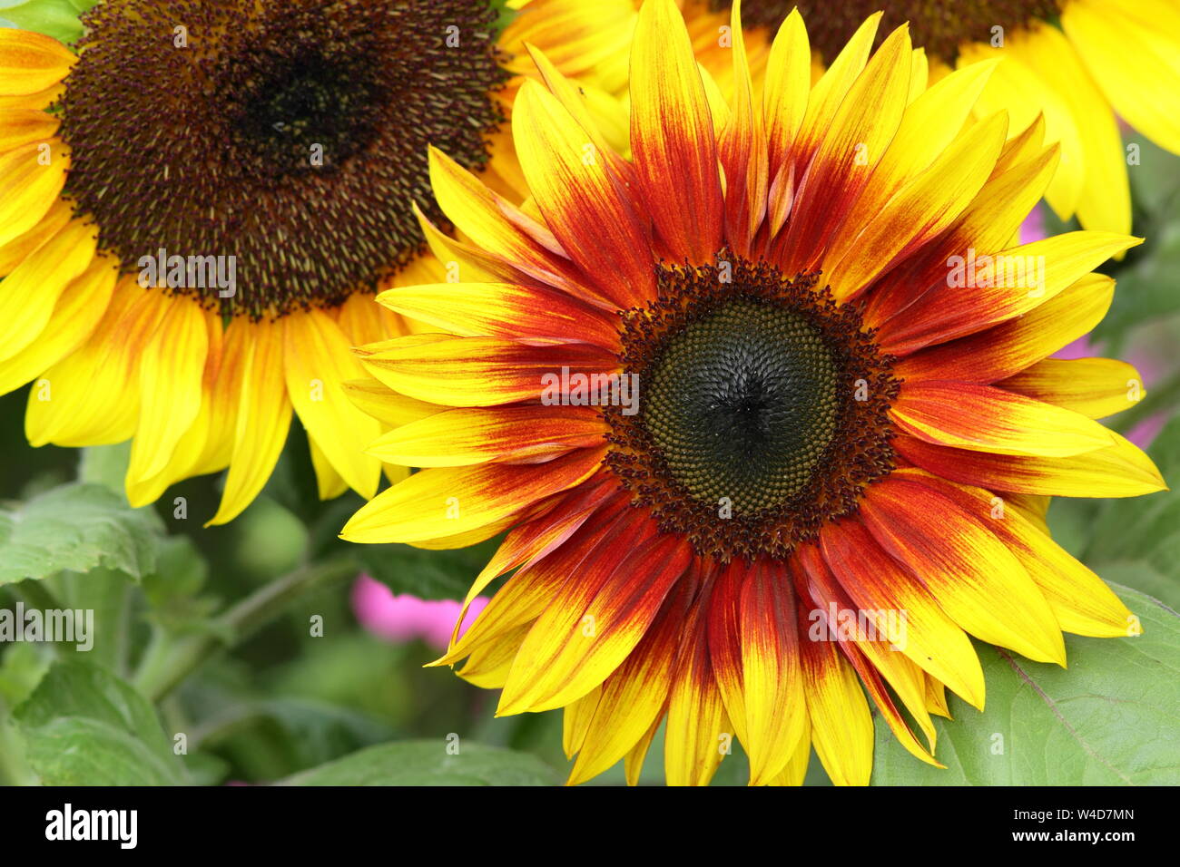 Dwarf Sunflowers High Resolution Stock Photography and Images Alamy