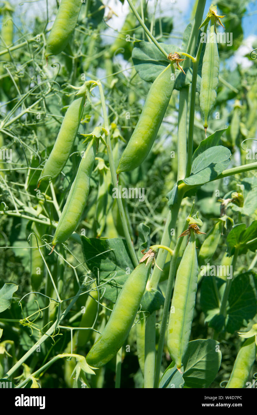 The green peas in the vegetable garden. Stock Photo