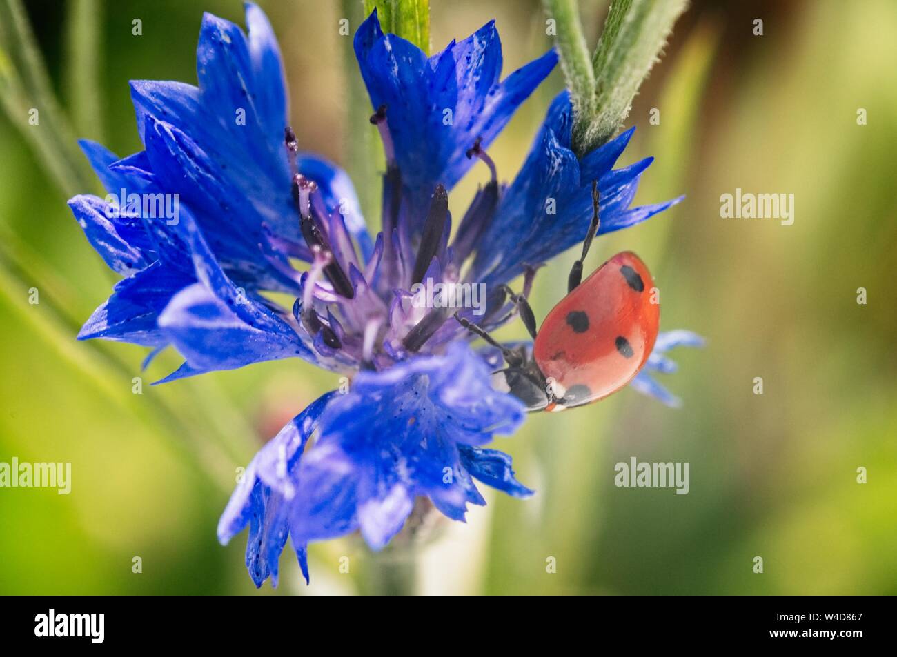ladybug close up on flower Stock Photo