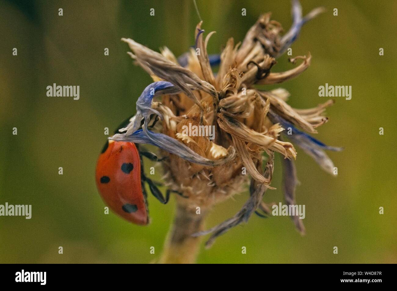 ladybug close up on flower Stock Photo