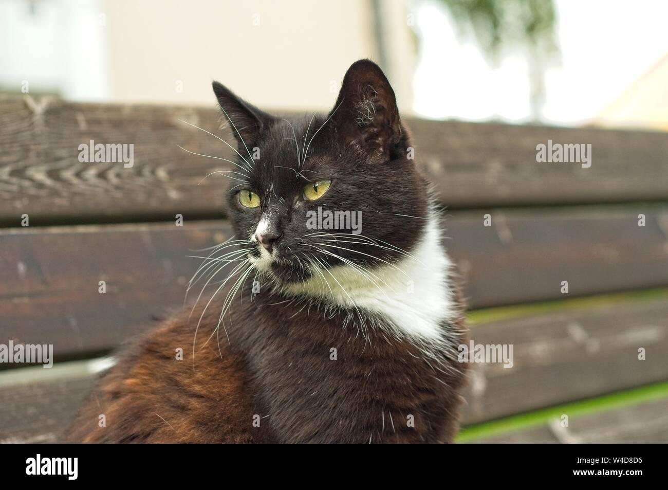 portrait shot of a tuxedo cat Stock Photo