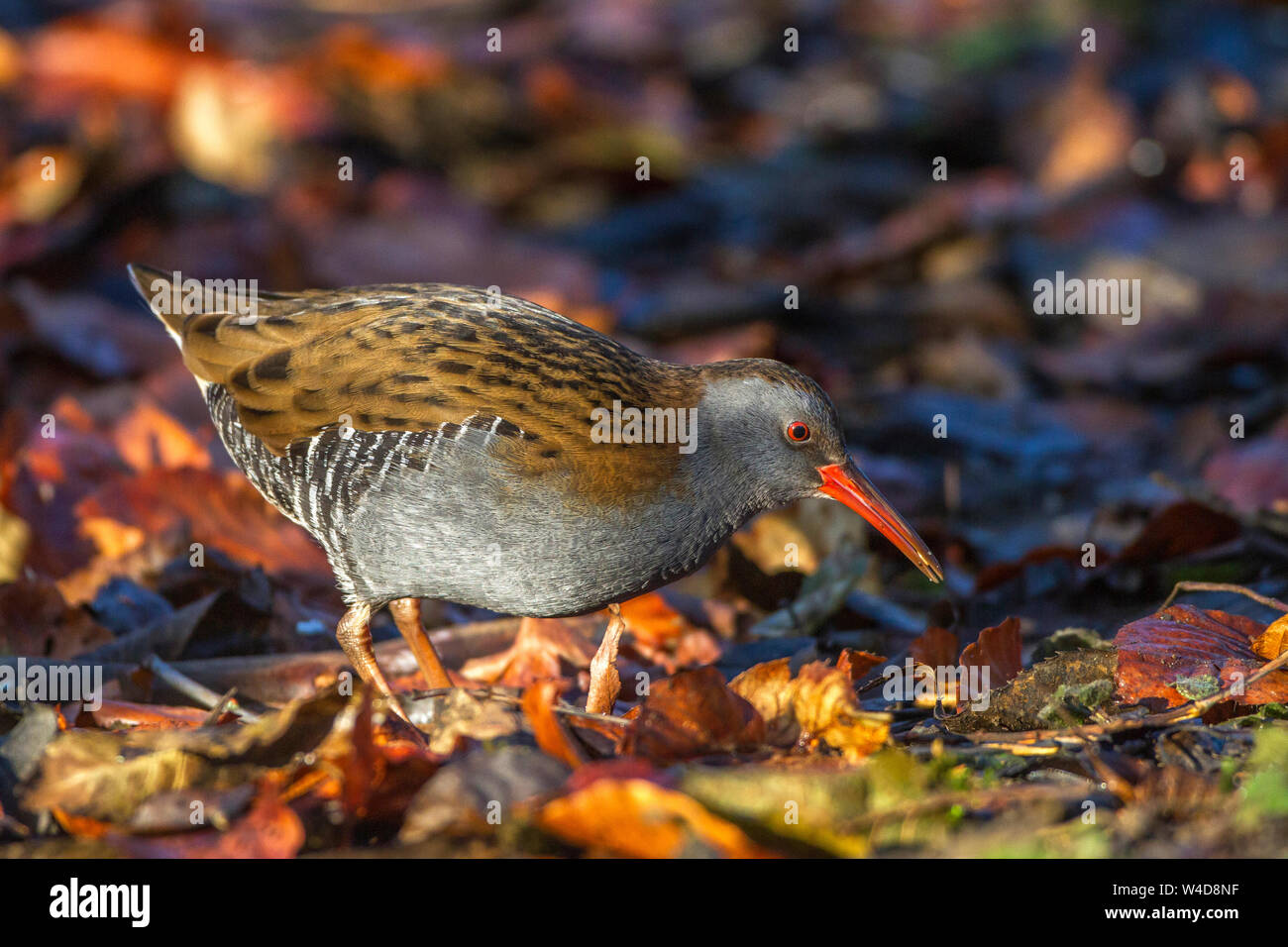 Wasserralle rallus aquaticus water rail rallus aquaticus hi-res stock ...