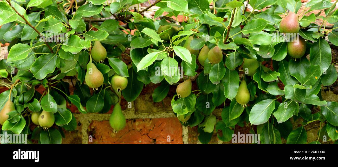 Pear Beurre d'Amanlis on espalier. Stock Photo