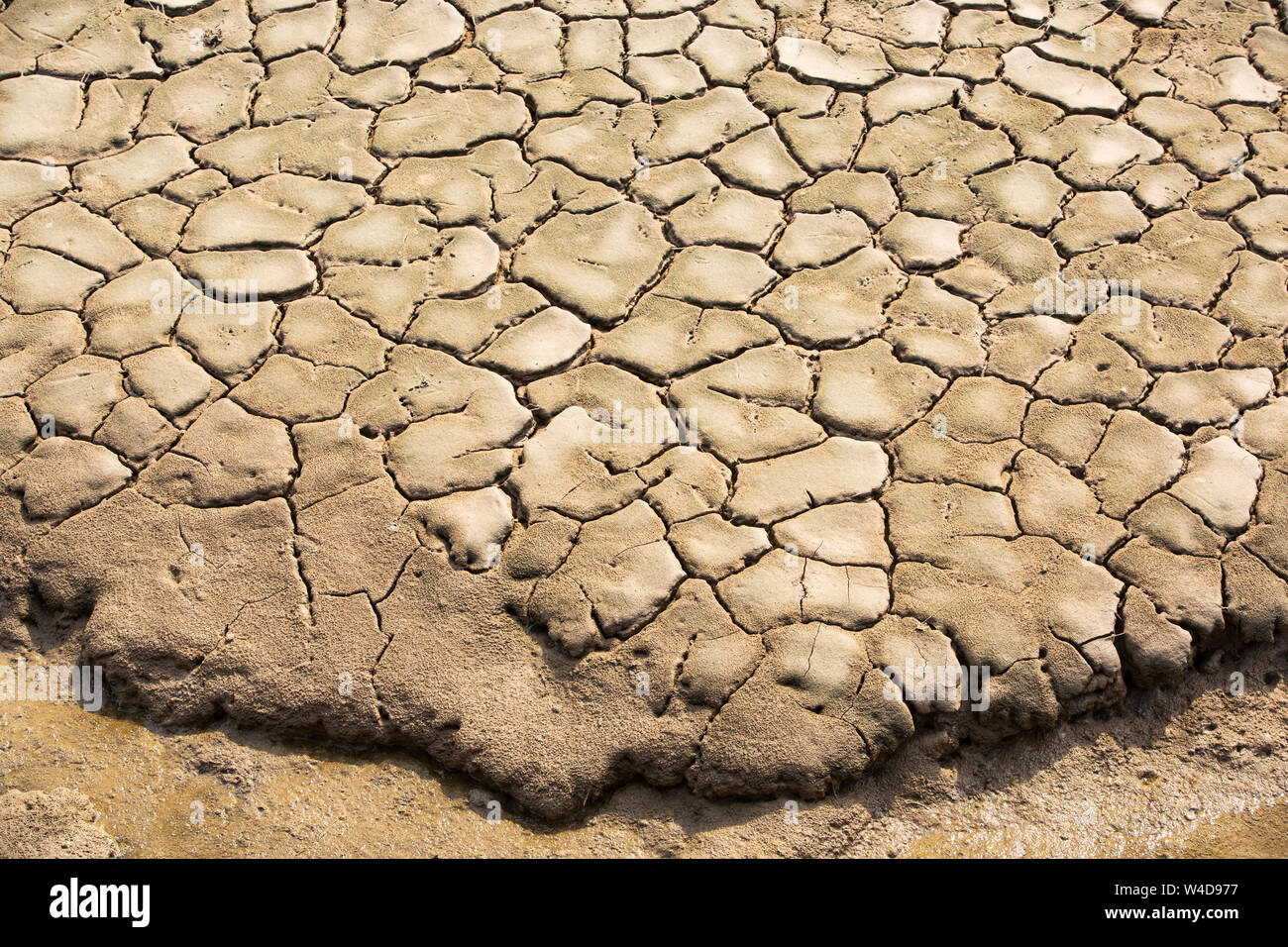 Mudracks in mudflat silt on Walney Island, Cumbria, UK Stock Photo - Alamy