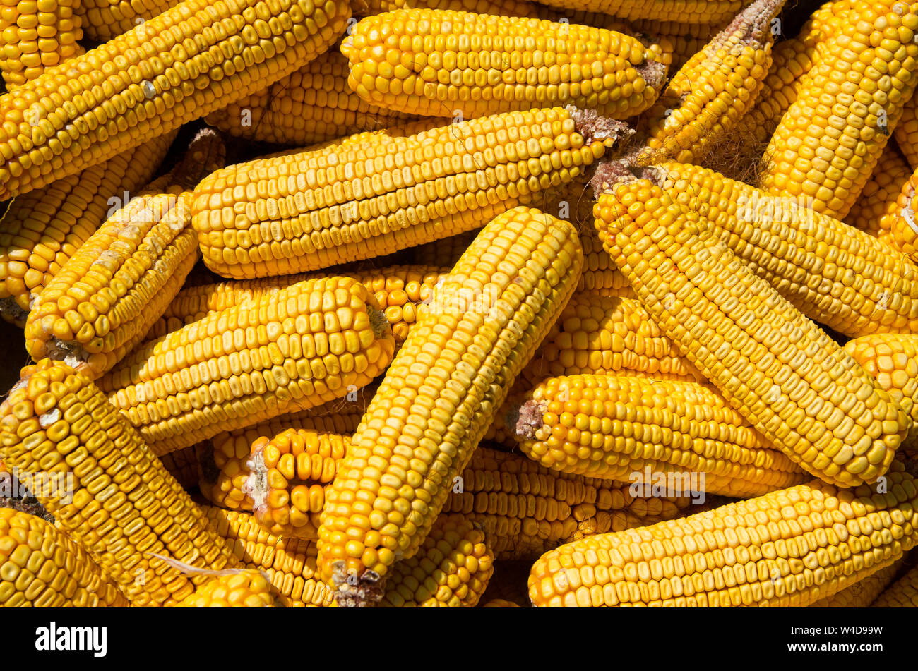 Corn on cobs closeup. Grains of ripe maize. Forage mealies seed. Export and import of grain. Stock Photo