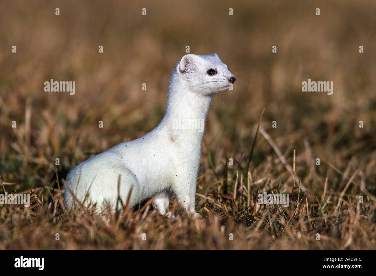 Stoat, short-tailed weasel, Hermelin (Mustela erminea Stock Photo - Alamy