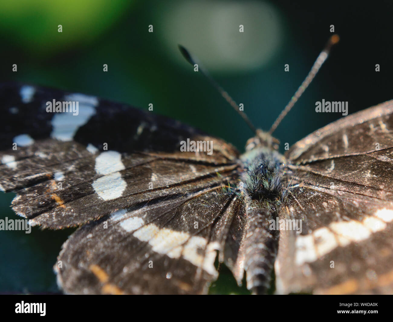 Close up of summer map butterfly, Araschnia levana Stock Photo